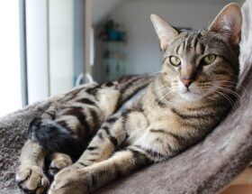 Kattetræets hemmeligheder: Hvordan det styrker din kats mentale og fysiske velvære