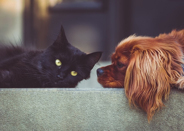 Få mere viden om katteurtens effekt på katteadfærd: Kan denne urt virkelig gøre din kat mere social og legesyg?